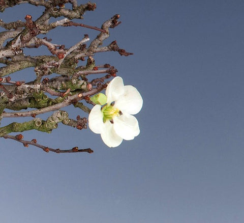 White 'Chojubai' Quince