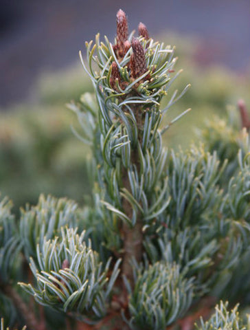 Japanese white pine 'Kokonoe'