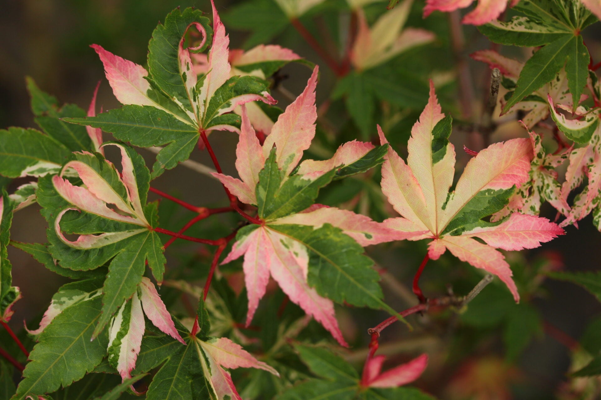Japanese Maple 'Asahi zuru'