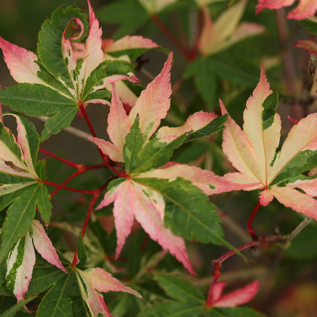 Japanese Maple 'Asahi zuru'