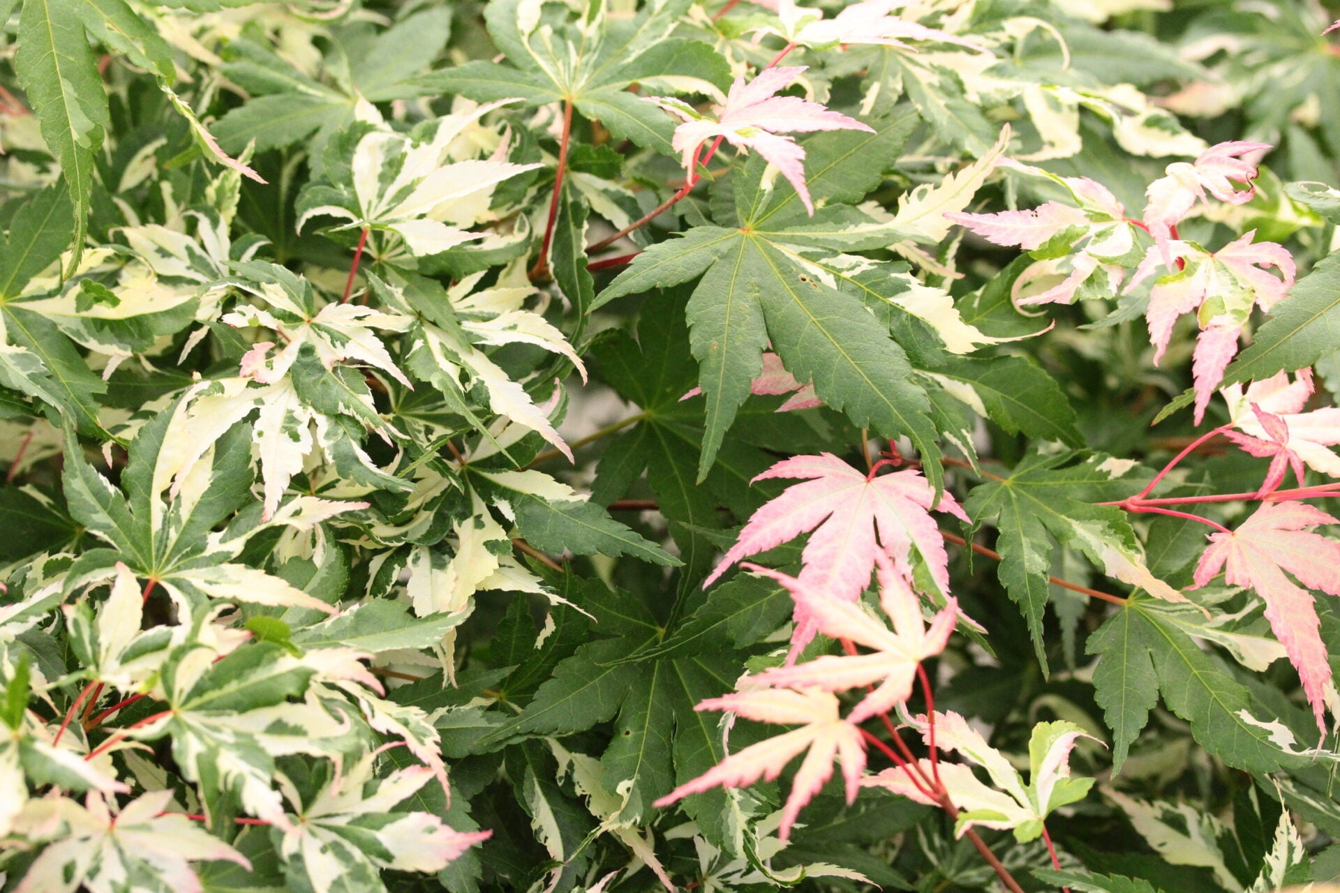 Acer palmatum Asahi zuru Leaves
