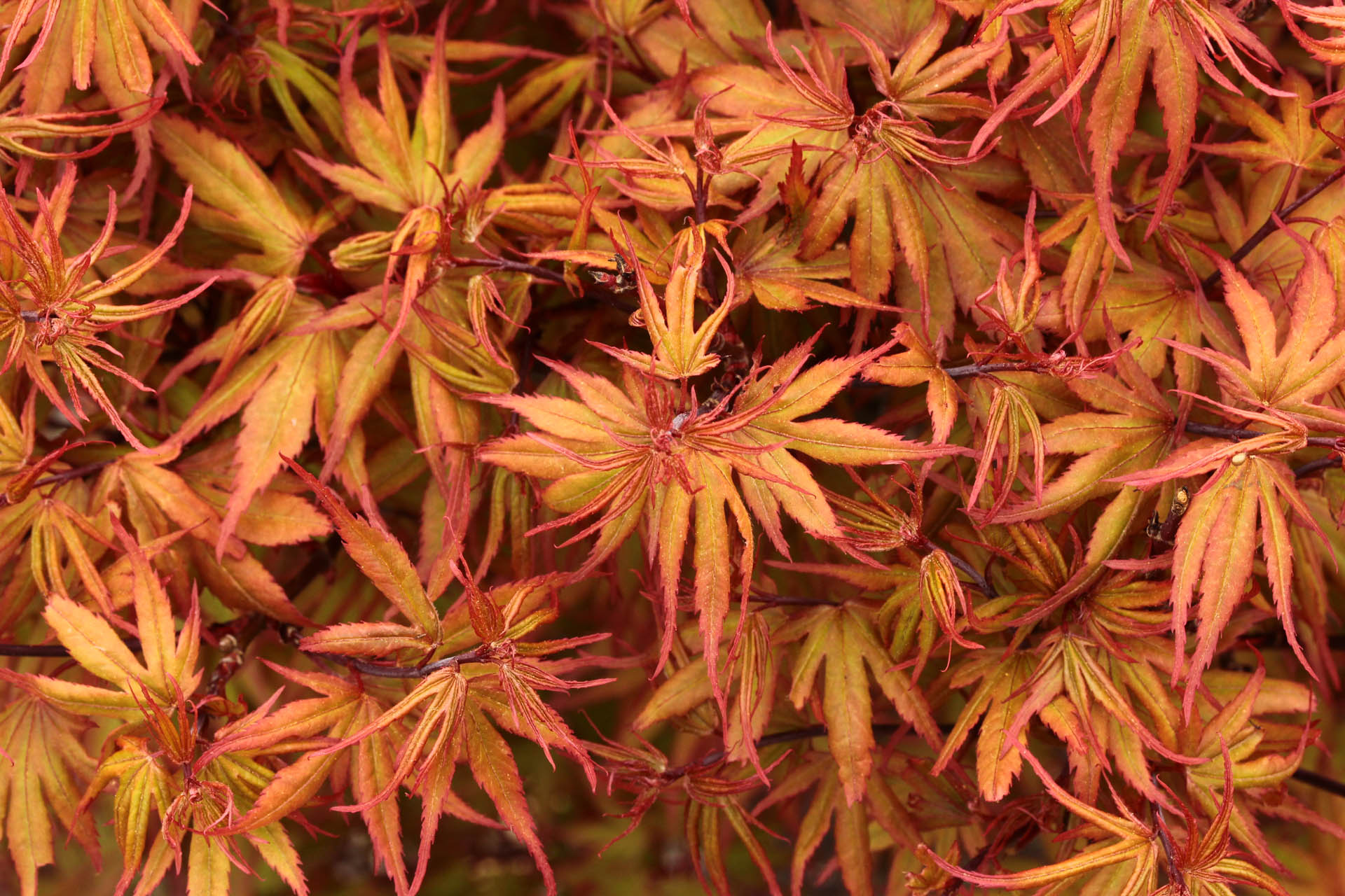 Japanese Maple 'Kuro hime'