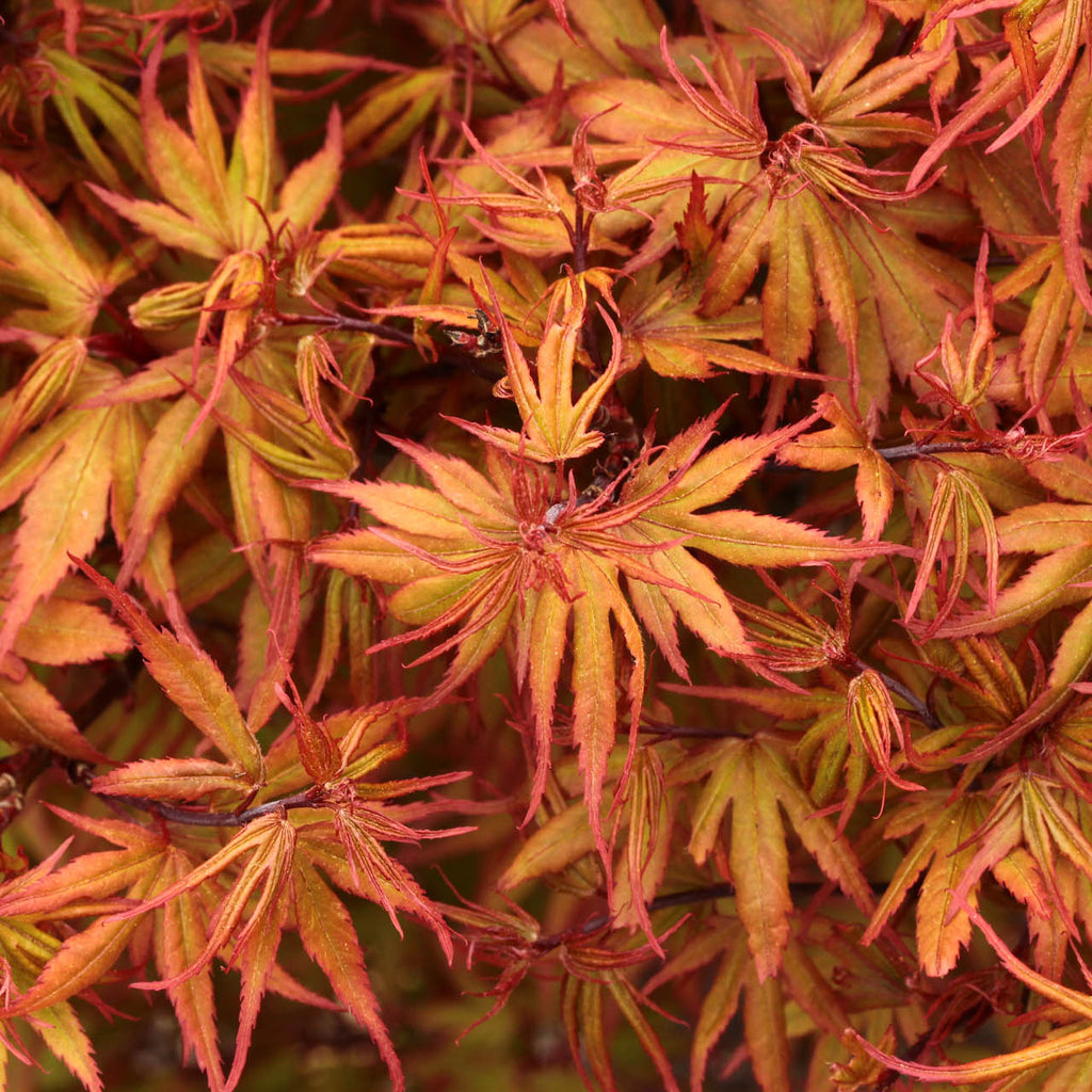 Japanese Maple 'Kuro hime'
