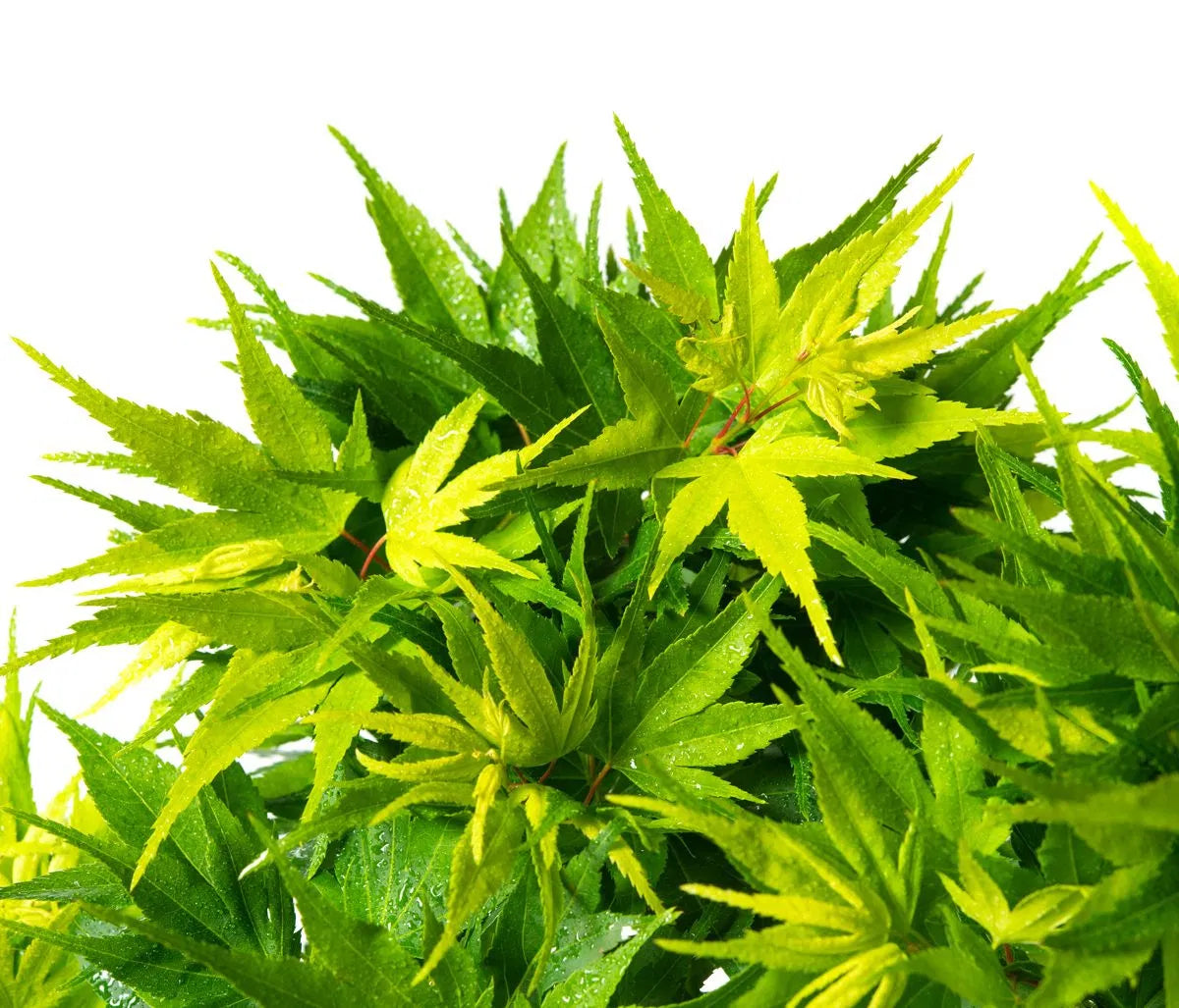 A young Japanese Maple tree with vibrant green leaves, displaying its palmate leaf structure.