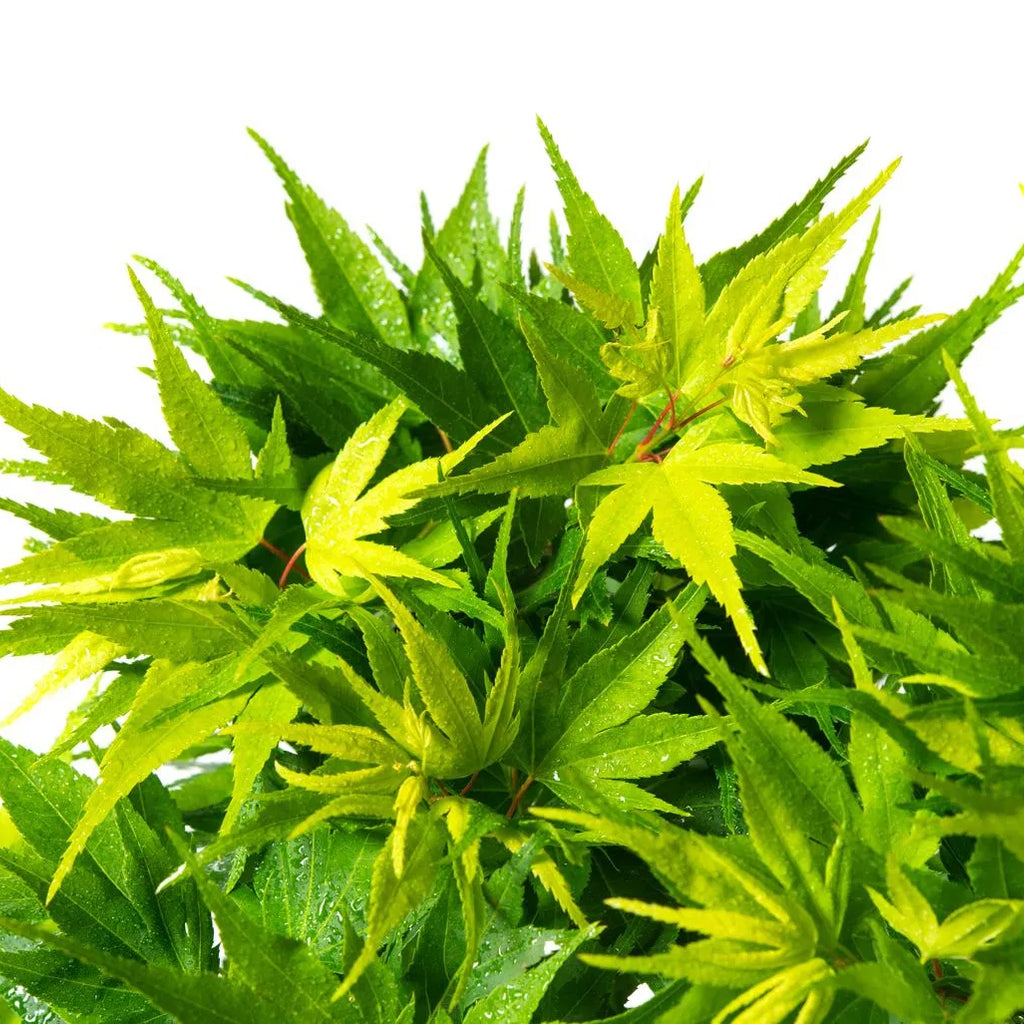 A young Japanese Maple tree with vibrant green leaves, displaying its palmate leaf structure.