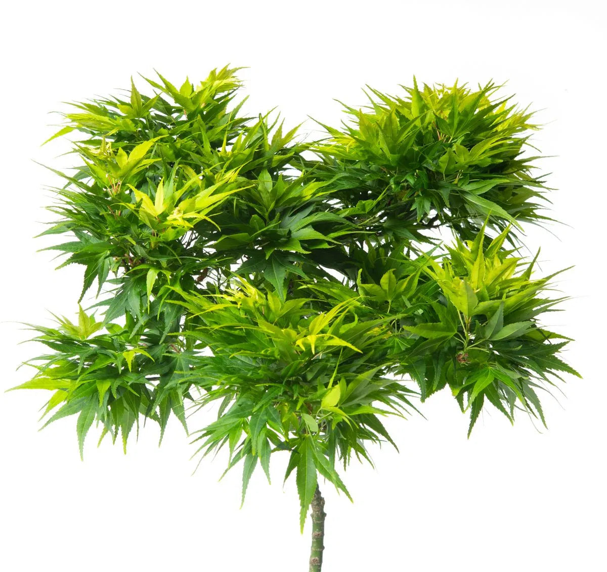 Acer palmatum Mikawa yatsubusa Tree