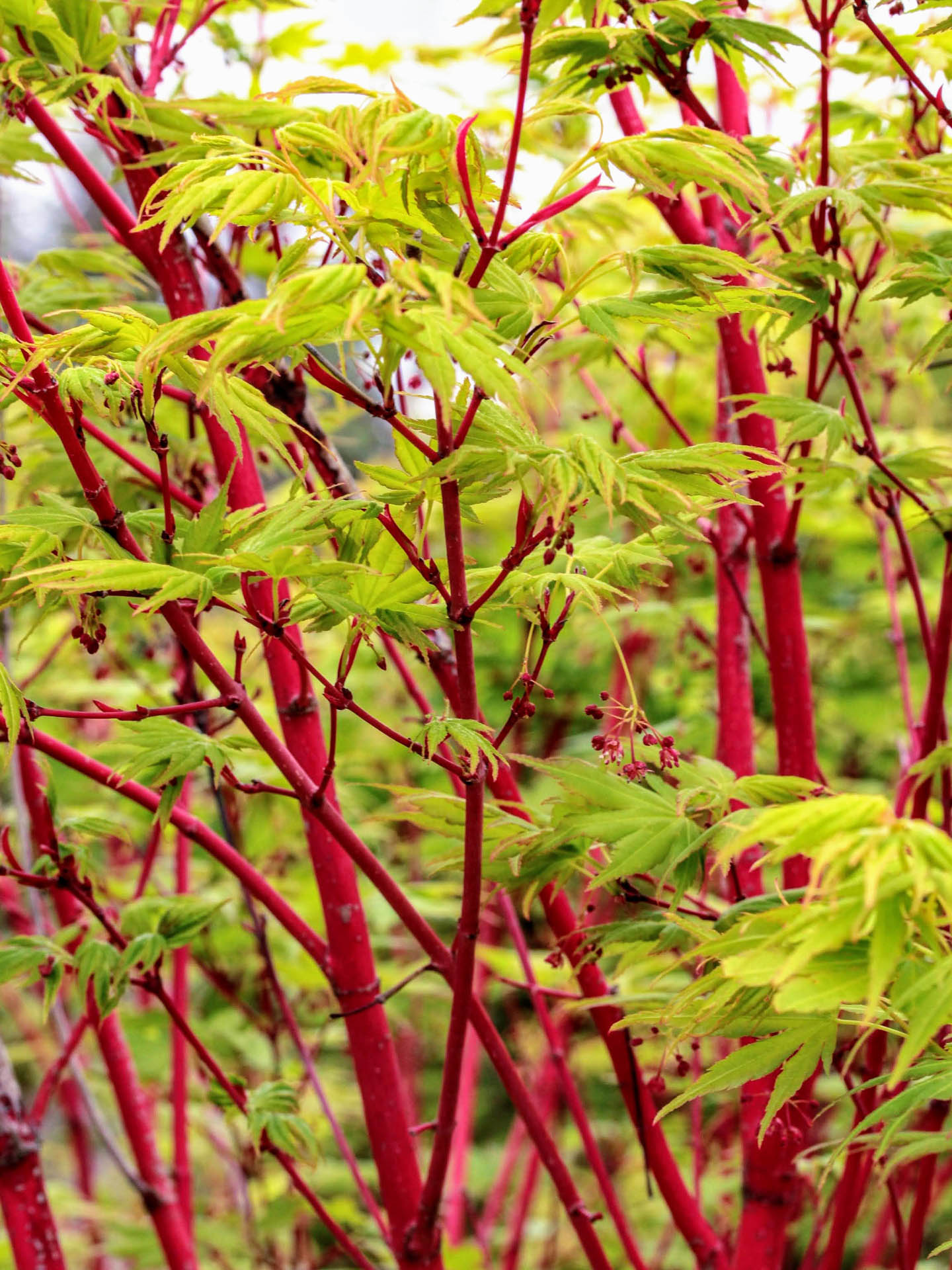 Japanese Maple  'Sango kaku'