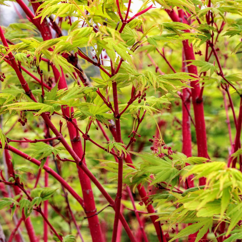 Japanese Maple  'Sango kaku'