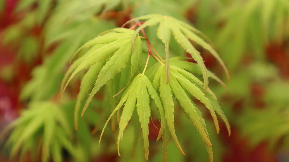 Japanese Maple 'Arakawa'