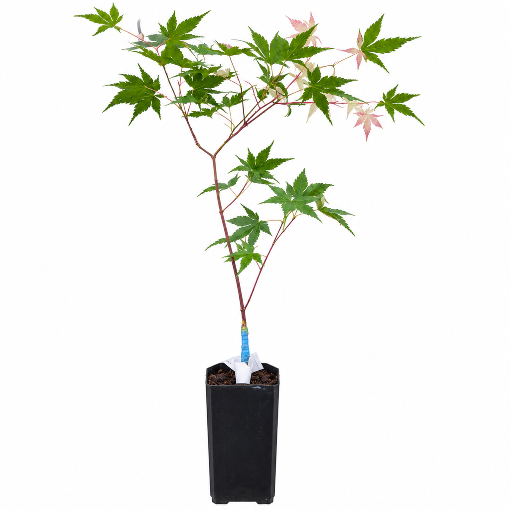 Acer palmatum Asahi zuru Liner