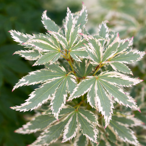 Acer palmatum Butterfly Japanese Maple Leaves