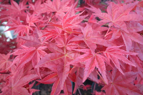 Japanese Maple 'Chishio'