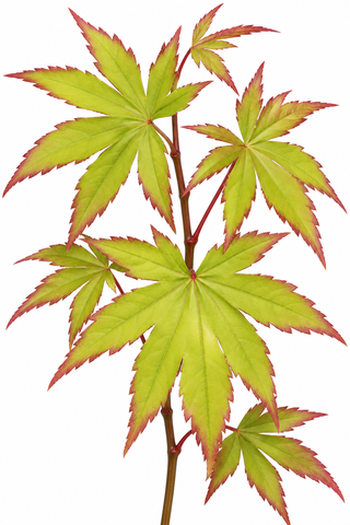 Acer palmatum 'Chuguji' Japanese maple showing large palmate leaves with distinctive red tipping on new spring growth