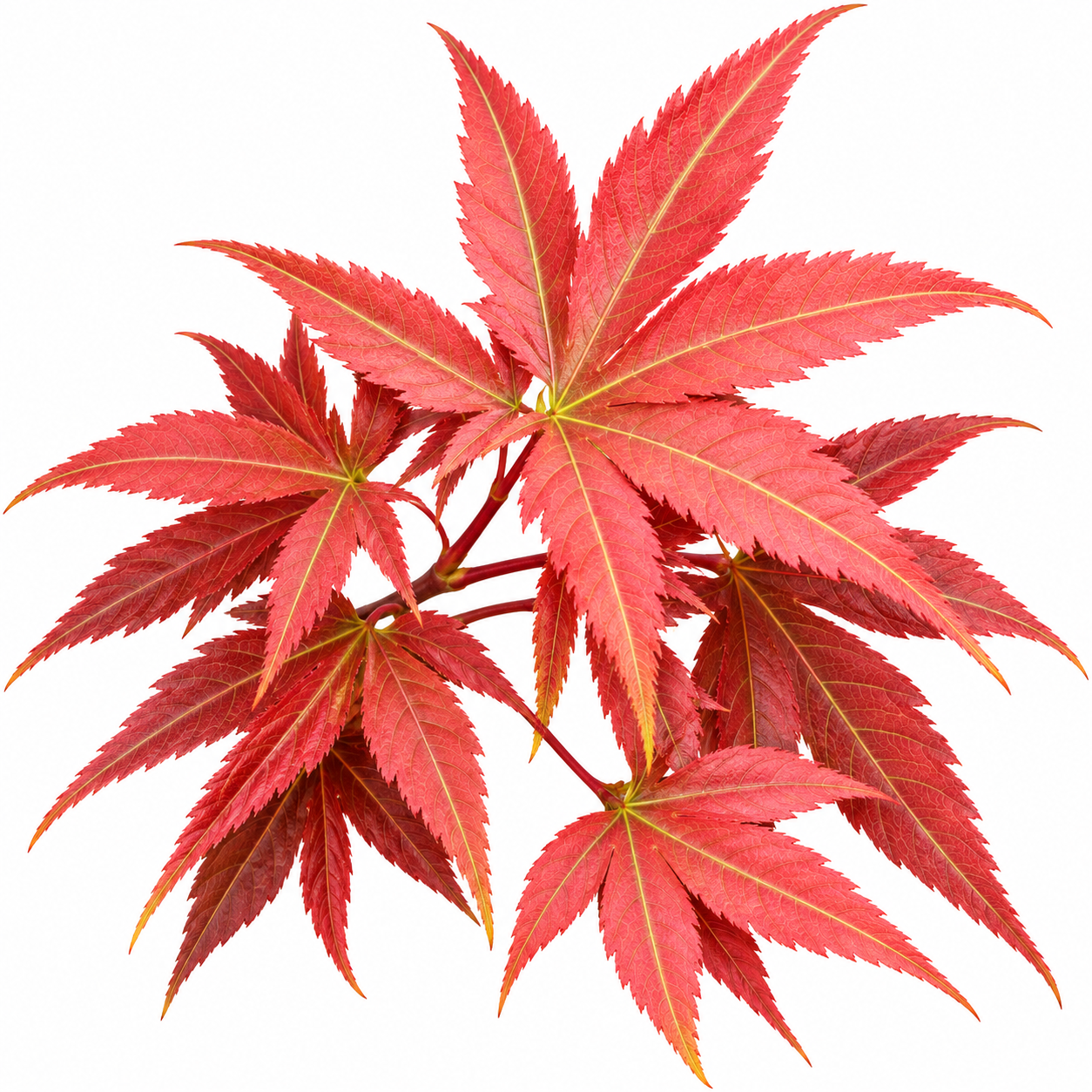 Acer palmatum 'Iijima Sunago' Japanese maple cluster of red maple leaves with yellow veins on a solid white background.