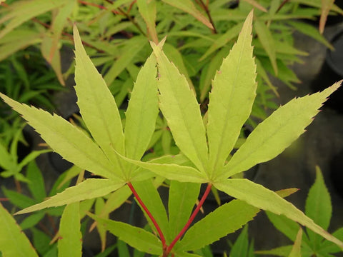 Japanese Maple 'Kenbu'