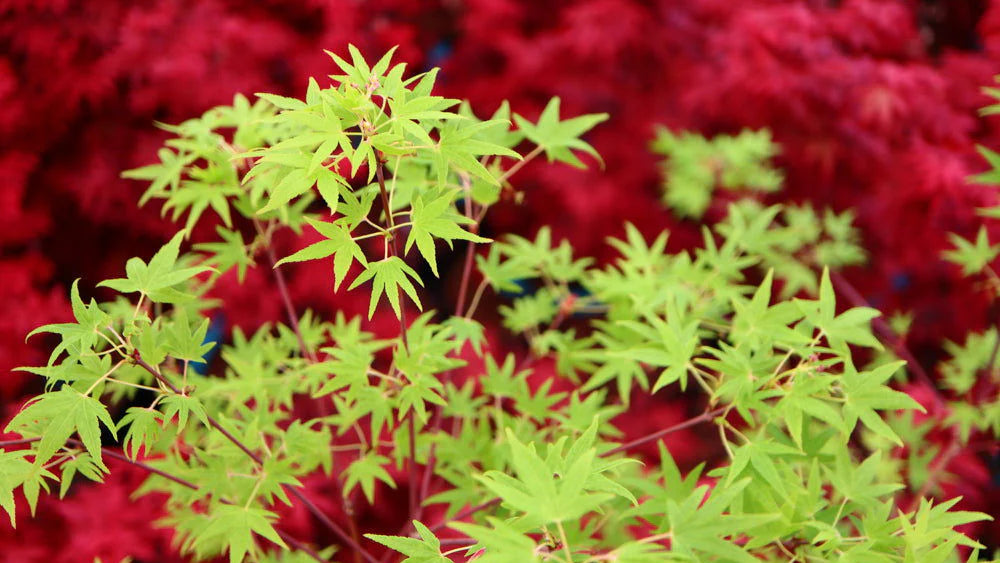 Acer palmatum Ko chidori Japanese Maple Leavs