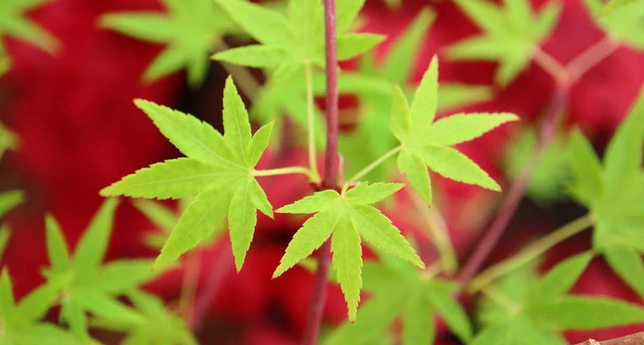A semi-dwarf Japanese Maple tree with bright green leaves in a garden setting.