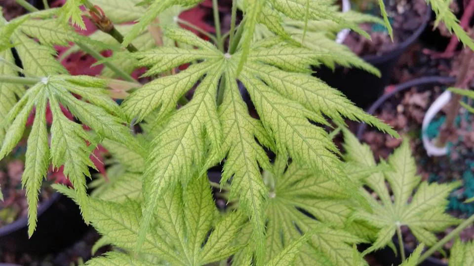 Japanese Maple 'Koyuki'