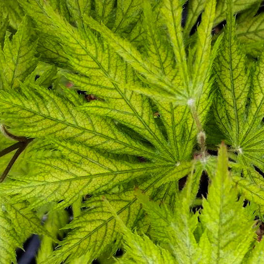 Japanese Maple 'Koyuki'