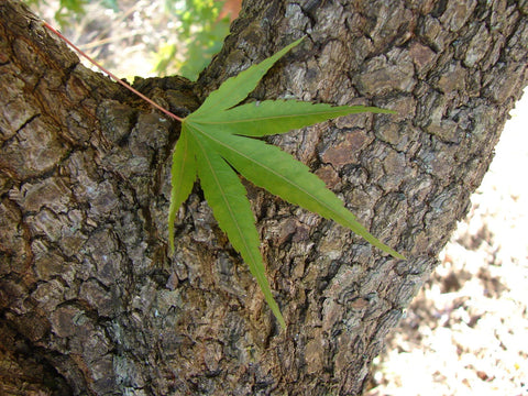 Japanese Maple 'Nishiki Gawa'