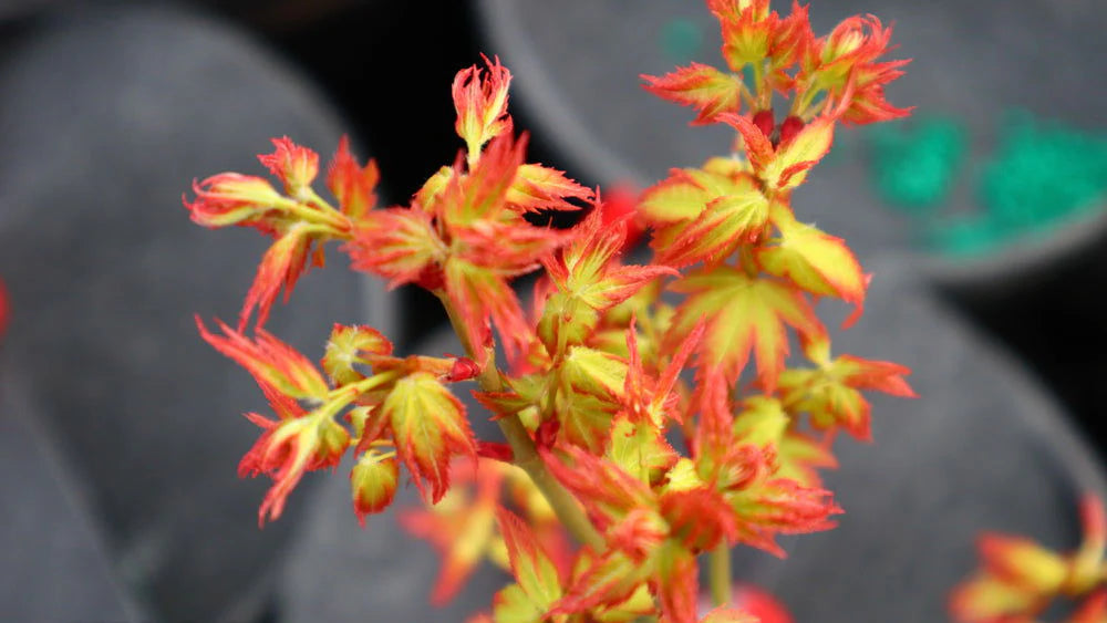 Japanese Maple 'Oto hime'