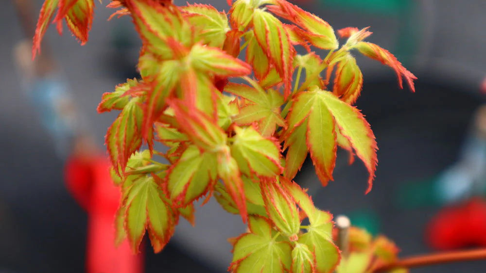 Japanese Maple 'Oto hime'