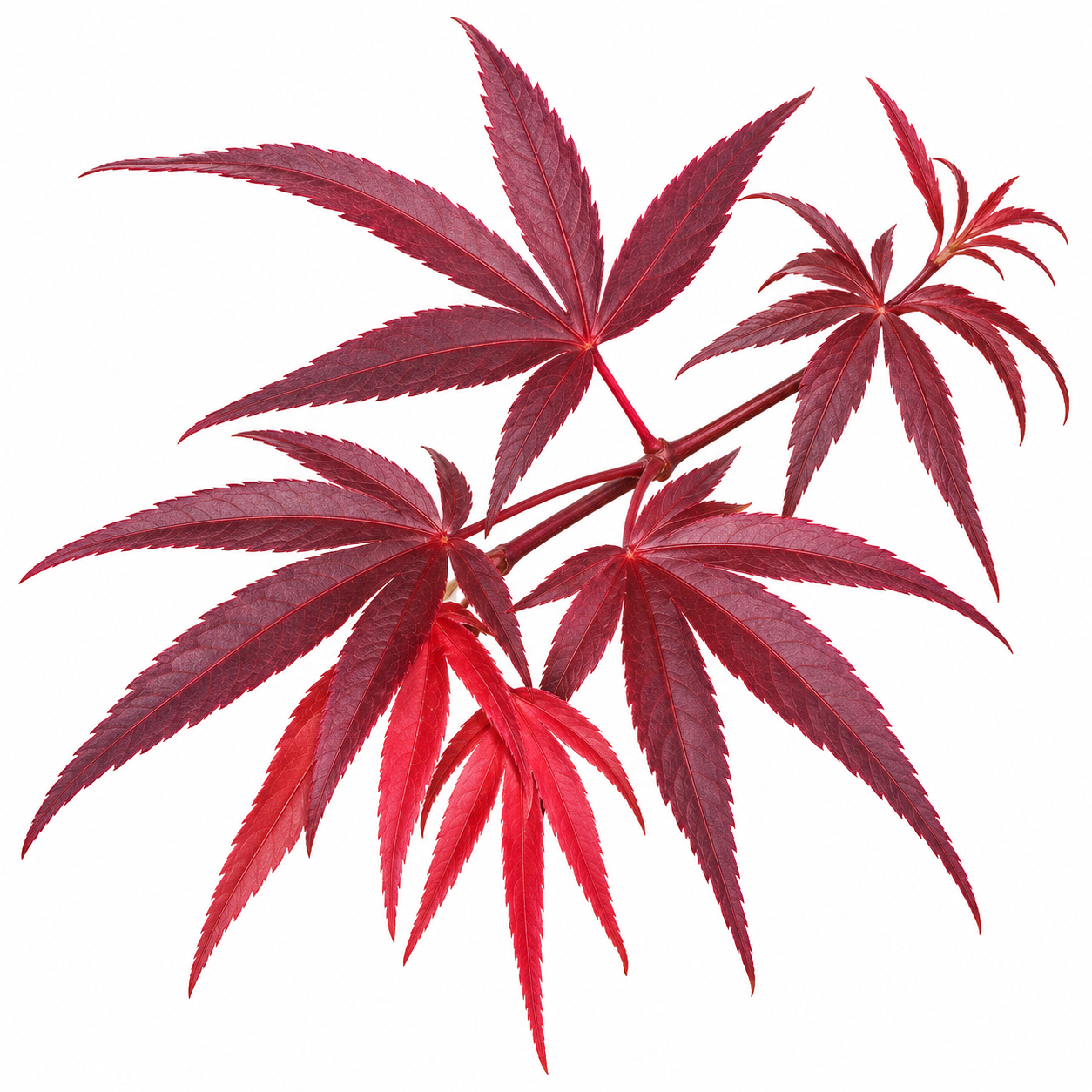 Acer palmatum 'Pung Kil' linearilobum Japanese maple leaves