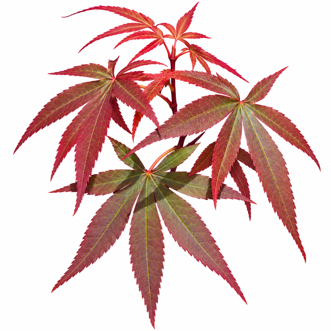 Acer palmatum 'Skeeter's Broom' Japanese maple Leaves