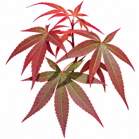 Acer palmatum 'Skeeter's Broom' Japanese maple Leaves