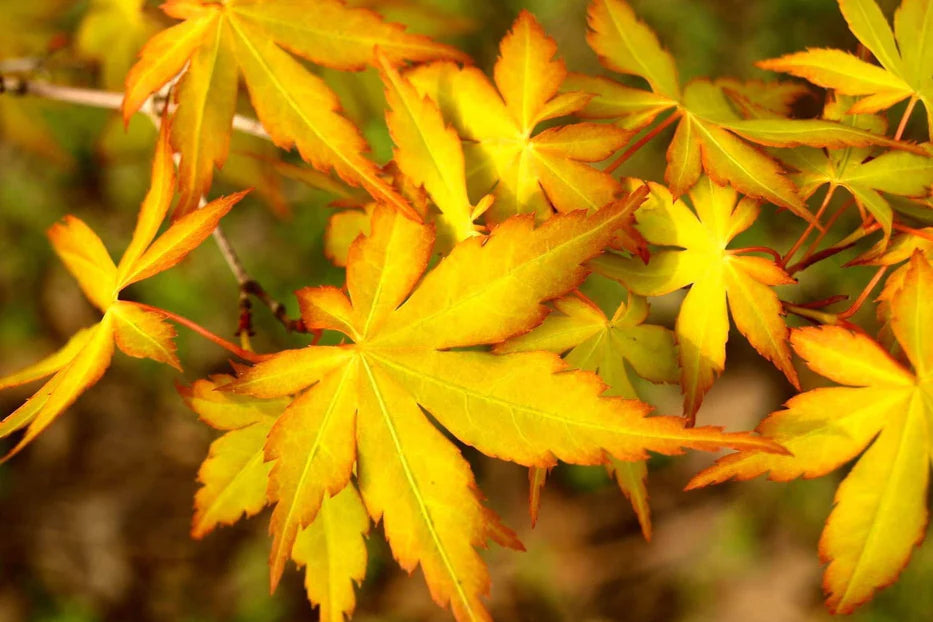 Japanese Maple 'Ueno yama'