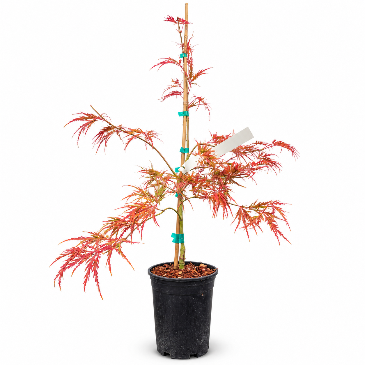 1 Gallon Japanese Maple - Acer palmatum dissectum 'Waterfall'
