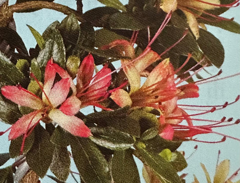 Satsuki Azalea 'Akasenbazuru'
