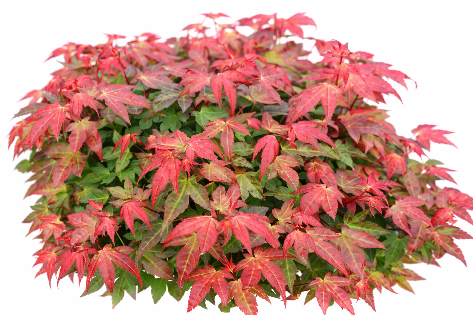 Japanese maple with red and green leaves on a white background