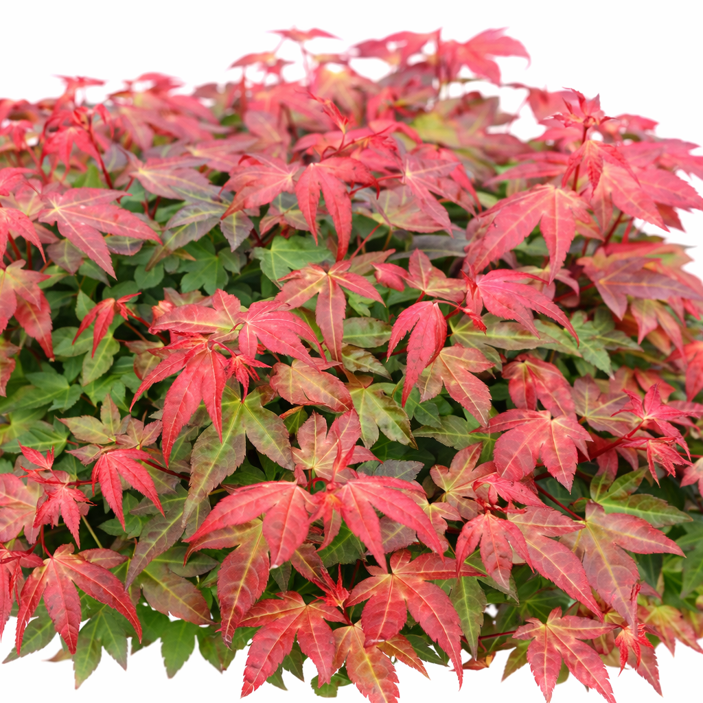 Japanese maple with red and green leaves on a white background