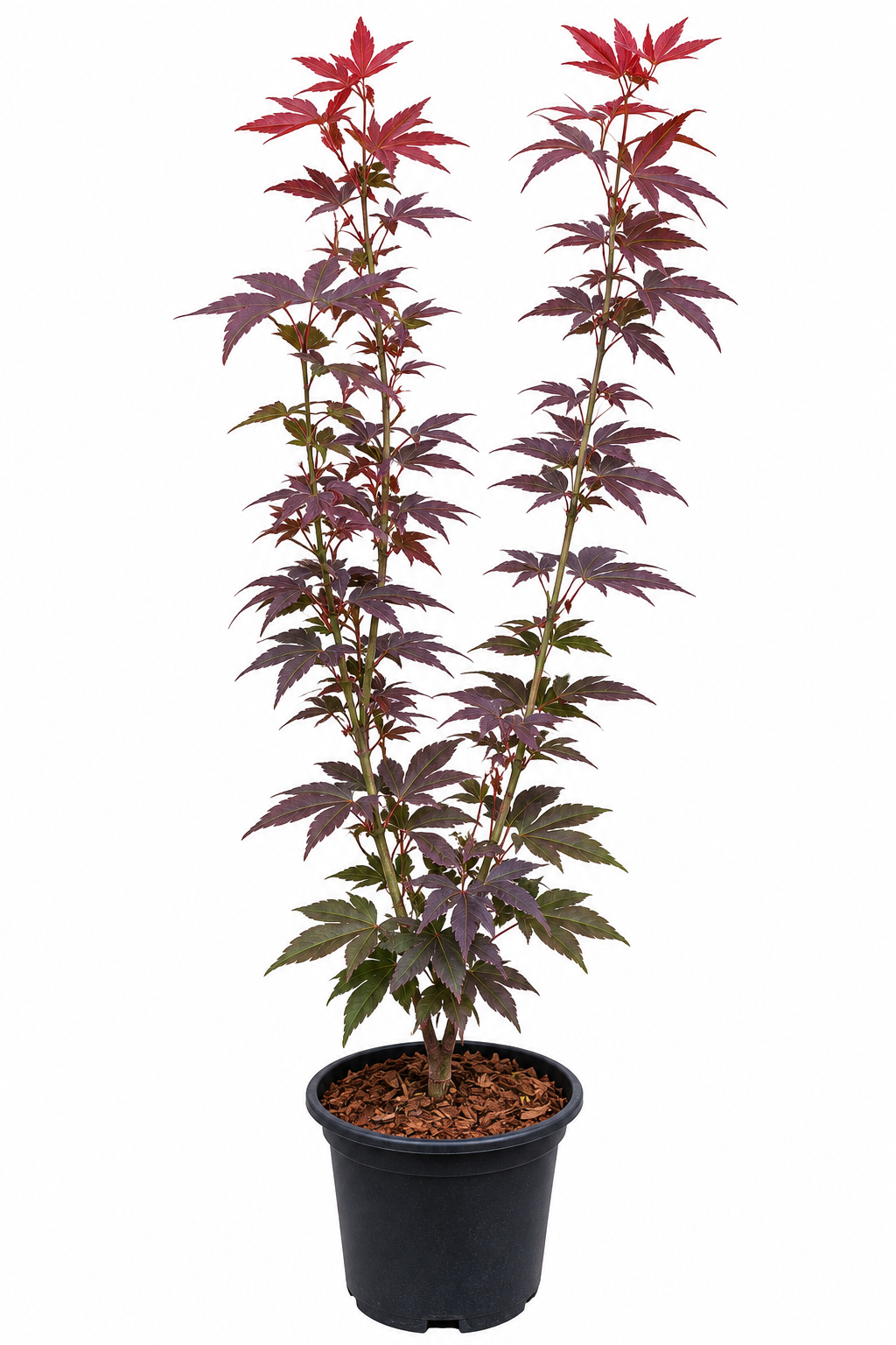 Acer palmatum 'Beni Hoshi' upright dwarf Japanese maple in a #1 nursery container, showing deep maroon foliage with vivid bright red new growth at the tips on a compact multi-stem plant