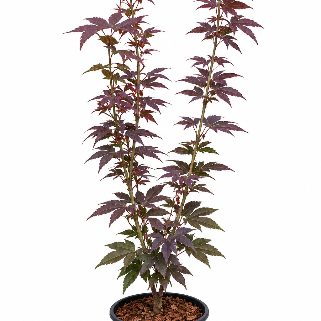 Acer palmatum 'Beni Hoshi' upright dwarf Japanese maple in a #1 nursery container, showing deep maroon foliage with vivid bright red new growth at the tips on a compact multi-stem plant