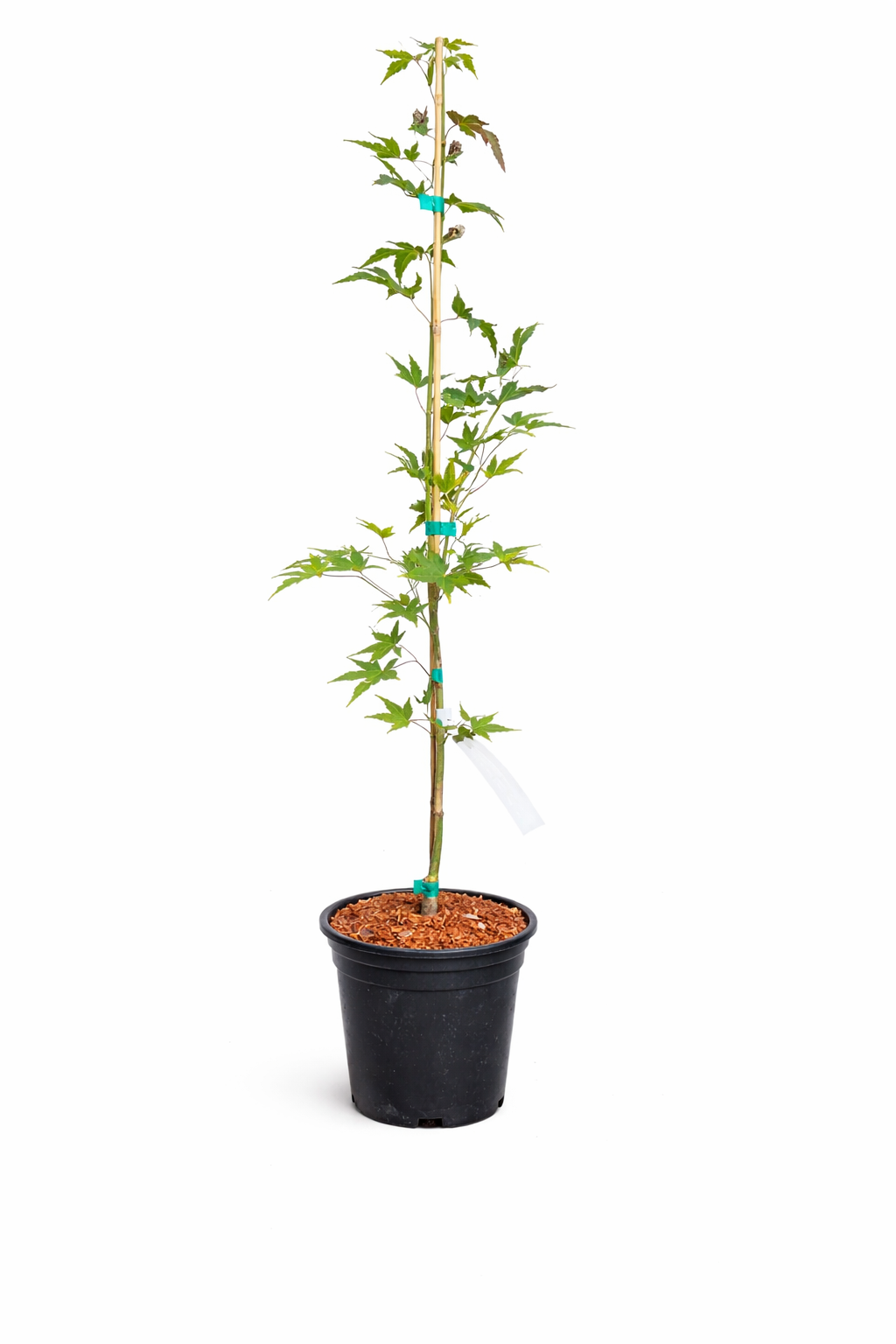 Potted plant with a white background