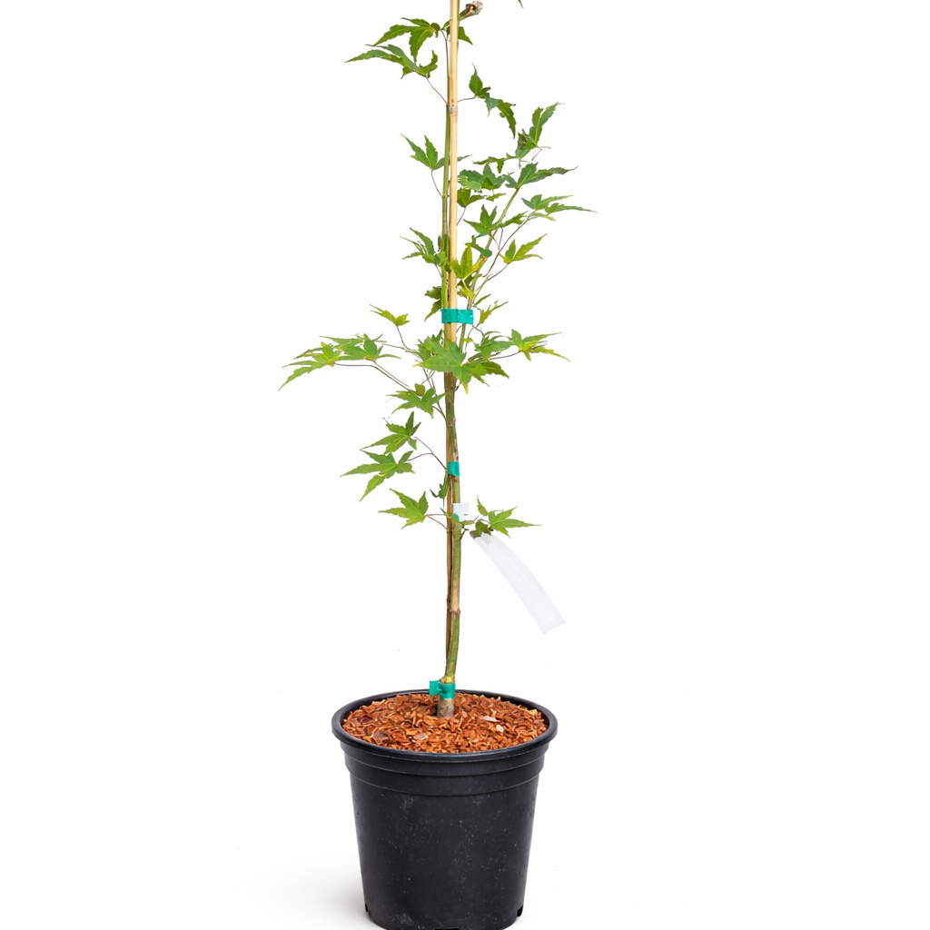 Potted plant with a white background