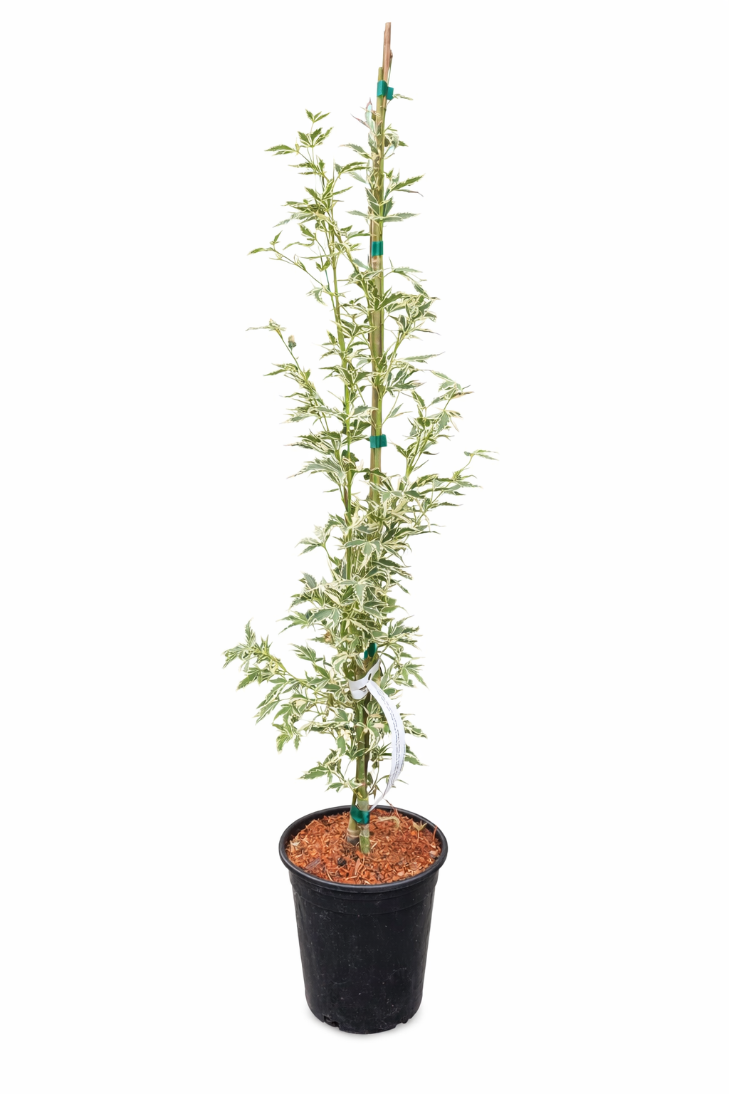 1  Gallon Butterfly Japanese Maple