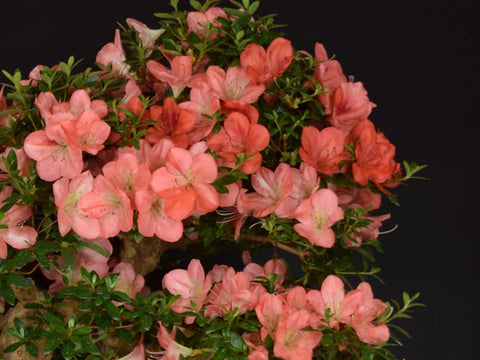 Satsuki Azalea 'Asazakura'