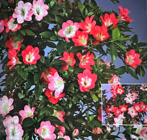 Satsuki Azalea 'Beniko'