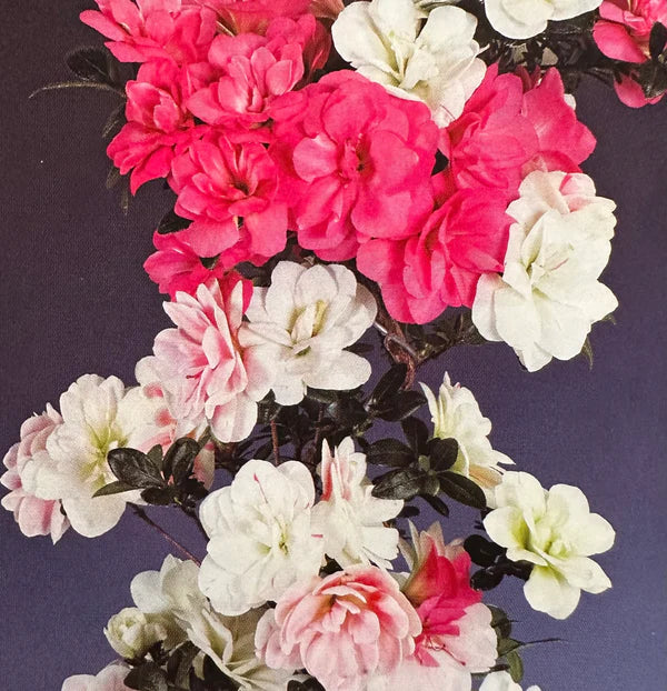 Satsuki Azalea 'Kinuhime'