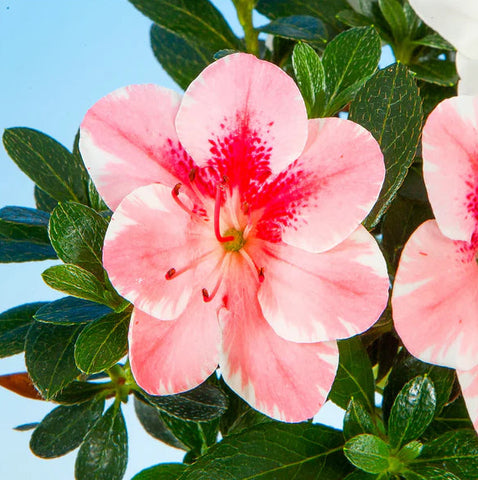 Satsuki Azalea 'Shiroihanakazari'
