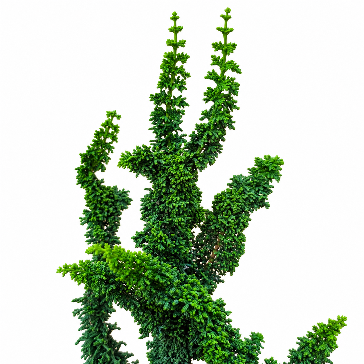 Chamaecyparis obtusa 'Chirimen' – mixed juvenile and adult foliage detail