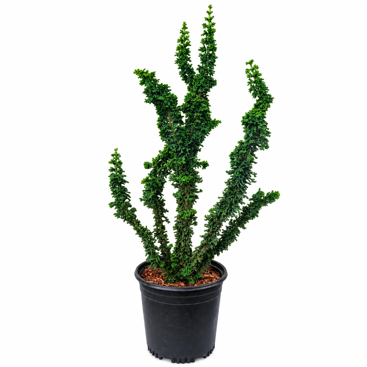 Chamaecyparis obtusa 'Chirimen' – full plant profile