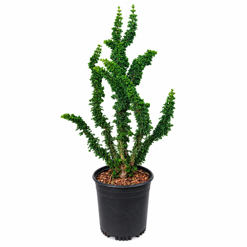 Chamaecyparis obtusa 'Chirimen' – compact upright form in 1GAL pot