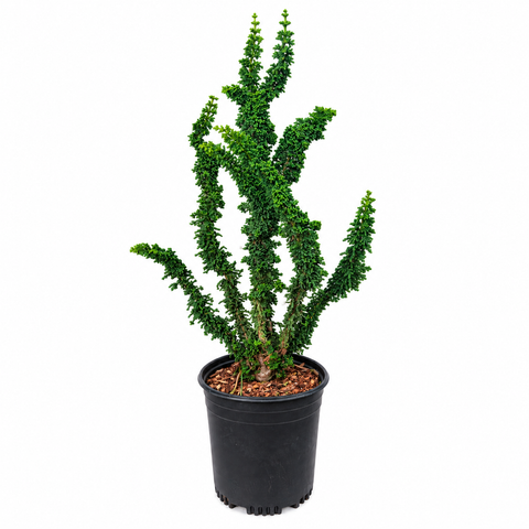 Chamaecyparis obtusa 'Chirimen' – compact upright form in 1GAL pot