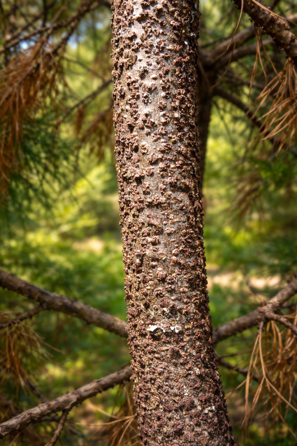 Pinus parviflora ‘IBO CAN’