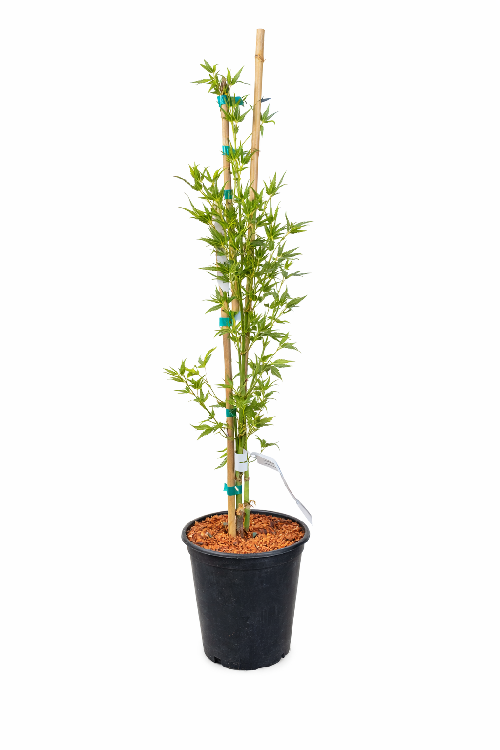 1 Gallon Chiri hime Japanese Maple