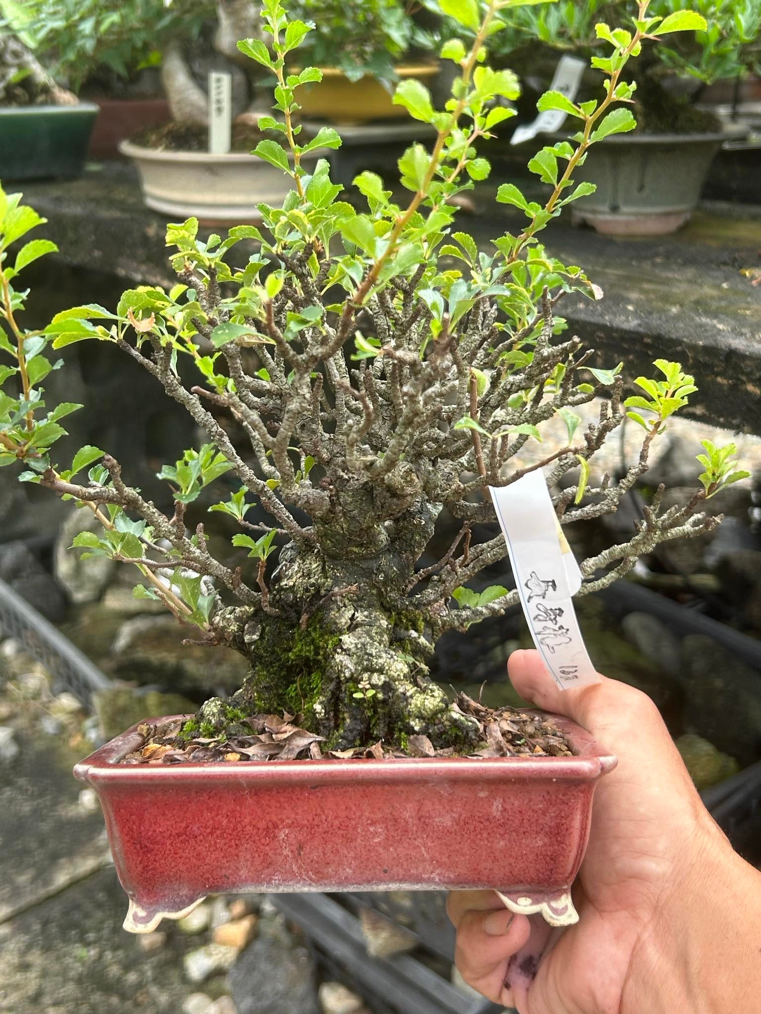 Chojubai Quince Bonsai